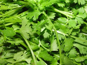 1280px-A_scene_of_Coriander_leaves